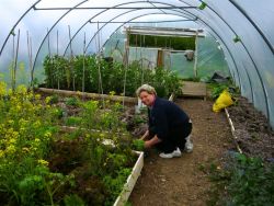 Helping in the Polytunnels Gallery