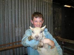 Boy holding an orphaned lamb Gallery