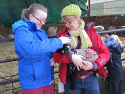 Looking after a lamb Gallery