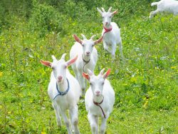 Running goats Gallery