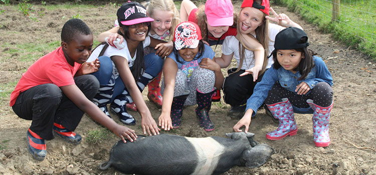 Stroking a pig on primary school day trip