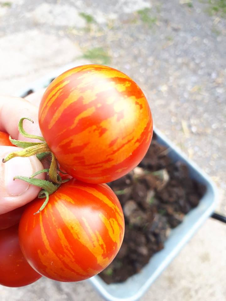 Tigerella tomatoes from Magdalen Farm